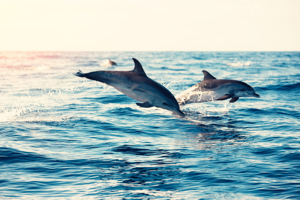 Key West Dolphin Watch & Snorkel Image 6
